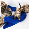 猫に手ぬぐいを使う活用術とかわいい商品5選