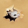 猫が『ダメなことをわざとやる』ときの気持ち3選　叱るだけではとめら…