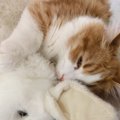 Laylaの１２猫占い 11/25～12/1までのあなたと猫ちゃんの運勢