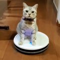 無表情で『ロボット掃除機を乗りこなす猫』…あまりにも『シュールすぎ…
