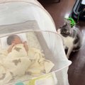 猫が『生まれたばかりの赤ちゃん』に近づかないよう『蚊帳』を設置し…