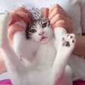 『ママが大好きな甘えん坊の子猫』からママが離れた結果…まさかの『可愛す…