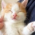 手のひらで熟睡する保護子猫→『招き猫』にしてみたら…されるがままの…