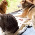 ８匹の猫たちが愛してやまない同居犬→移動すると、一斉に…可愛すぎる『ま…