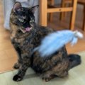 思わず見入る美しさを持つ『べっこう猫』の魅力5つ　縁起が良いとされるの…