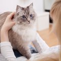 猫が皮膚がんになった時の症状や治療の方法