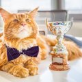 数々の冒険で地域の人々を結びつけた猫に、2025年英国「ねこ大賞」の称号…