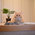 猫が『飼い主を探す』のはどんな時？シーンや仕草・行動