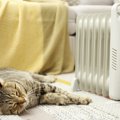 猫も『ヒートショック』を起こすの？寒い季節に飼い主が注意すべきこ…