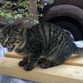 猫が不機嫌？イライラしている時にするサイン３つ