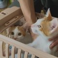 保護猫として迎えられた『小さくて細かった2匹の子猫』→1年の姿が……劇的な…