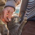 猫がストーカーしてついてくる！その可愛すぎる理由