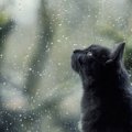 猫が「窓の結露」をなめている！やめさせた方がいい4つの理由と回避するた…