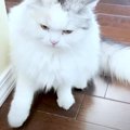 待ちきれない！！遊んで欲しくて邪魔しちゃう猫ちゃんたち♡