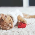 猫が他の猫や飼い主を抱きしめて眠るのはどうして？