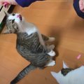 掛け声ひとつで立ち上がる猫ちゃんの直立する姿がかわいい♡