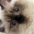 『ケージの上で寝ている猫』を見たら、ありえない体勢で…まさかの光景…