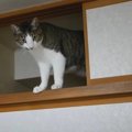 元保護猫兄弟がお留守番8日目！　押入れの“天袋”をみつけてパトロール…