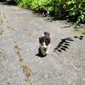 『山に捨てられていた』ガリガリの子猫が保護された結果…思わず涙が出るエ…