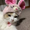 いくつ知ってる？猫にまつわる『ことわざ』４つ