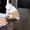 猫が『イタズラ』を繰り返してしまうときの深層心理3選