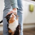 猫が飼い主の『足元をウロつく』5つの理由　行動に隠された心理や接し…