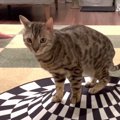 トリックアートで猫ちゃんも錯覚を起こす？検証してみた！