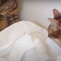 猫部屋が荒れている…！キッチンペーパーを散らかしたのは誰？