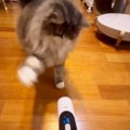 飼い主がバリカンを持って移動すると『バリカン嫌いな猫』が…笑える光景が…