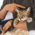 絶対禁止！猫に苦痛を与えてしまう『抱っこの仕方』5つ