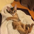 猫の気持ちをくすぐる飼い主の行動9つ