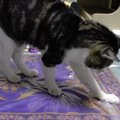 ビニールの切れ端を狙う猫ちゃんとパパさんの熾烈な戦い！