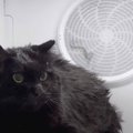 ドライヤーボックスから脱走しちゃった猫ちゃん！