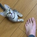 帰宅すると嬉しそうにやって来た保護子猫→次の瞬間…飼い主さんに見せた『…