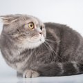 もうダメにゃ…猫が『降参したとき』の態度3選　どんなときに負けを認…