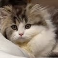 子猫が足元まで近づいてきて…可愛さを自覚しているとしか思えない『あざと…