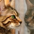 フェレンゲルシュターデン現象とは？猫が何もない所を見る現象を解説