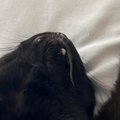 布団で眠っている猫→とっても幸せそうな体勢で…守りたくなる『愛おしい光…