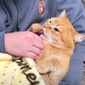 パパのゴッドハンドでとろけていた猫にママが『寝るよ』と言ったら…微…