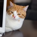 猫が『ヤキモチ』をやいちゃう時って？3つのシーンとアフターケア法