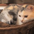 ジャストサイズ！猫ちゃんの新しい待機専用ベッド♪