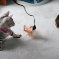 元気いっぱい子猫と、元気が良すぎる子猫にやる気を失った先輩猫