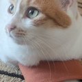 スリッパのところにいる猫の『前足』を見てみたら…思わずニヤける光景に7…