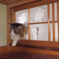 破壊王！色々なものを壊していく猫ちゃん！？