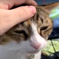 アツアツ？！猫ちゃんの頭を高速ナデナデ♪