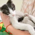 忍耐力を試された猫の保護活動。子猫の里親さんに名乗り出たのは誰？