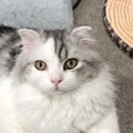 猫が飼い主を見つめる時の心理５つ