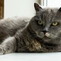 猫に『白髪』が生える原因4つ　ただの老化現象ではない場合も？