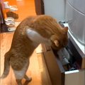 引き出しが開いているのを不思議に思っていたら、ネコが…華麗すぎる『…