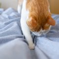 猫がつい『ホリホリしたくなる場所』3選　掘りたがる理由や隠された心理も…